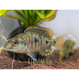 Otopharynx tetrastigma (отофаринкс тетрастигма) — африканская цихлида, эндемик озера Малави (Ньяса) в Восточной Африке.