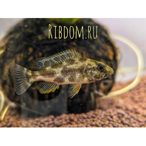 Хаплохромис Ливингстона (лат. Nimbochromis livingstonii) — пресноводная лучепёрая рыба из семейства Цихловые. Ранее её относили к роду Хаплохромис (Haplochromis), но современные систематики перенесли вид в род Нимбохромис