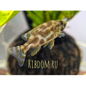 Хаплохромис Ливингстона (лат. Nimbochromis livingstonii) — пресноводная лучепёрая рыба из семейства Цихловые. Ранее её относили к роду Хаплохромис (Haplochromis), но современные систематики перенесли вид в род Нимбохромис