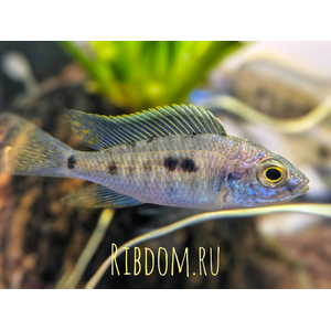 ​Копадихромис азуреус (Copadichromis azureus) — это яркая цихлида из группы «Утака», эндемик озера Малави (Ньяса).