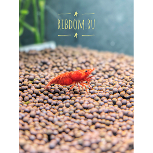 Креветка «Красный огонь» (Red Fire Shrimp) — селекционная форма пресноводной креветки Neocaridina heteropoda. Также известна как «Тайваньский красный огонь» или «креветка Сакура».
