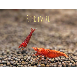 Креветка «Красный огонь» (Red Fire Shrimp) — селекционная форма пресноводной креветки Neocaridina heteropoda. Также известна как «Тайваньский красный огонь» или «креветка Сакура».