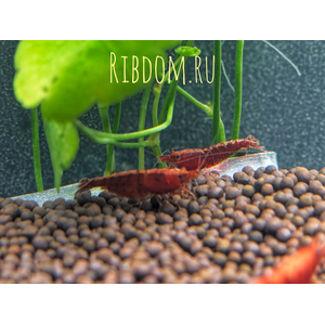 Креветка «Красный огонь» (Red Fire Shrimp) — селекционная форма пресноводной креветки Neocaridina heteropoda. Также известна как «Тайваньский красный огонь» или «креветка Сакура».