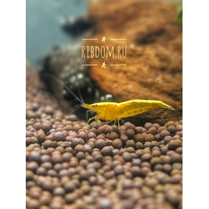 Жёлтая неоновая креветка (Neocaridina heteropoda var. «yellow neon») — селекционная форма пресноводной креветки, выведенная из дикой разновидности Neocaridina heteropoda.