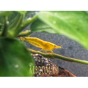 Жёлтая неоновая креветка (Neocaridina heteropoda var. «yellow neon») — селекционная форма пресноводной креветки, выведенная из дикой разновидности Neocaridina heteropoda.