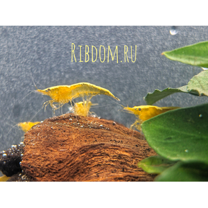 Жёлтая неоновая креветка (Neocaridina heteropoda var. «yellow neon») — селекционная форма пресноводной креветки, выведенная из дикой разновидности Neocaridina heteropoda.