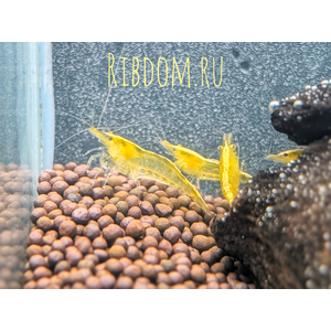 Жёлтая неоновая креветка (Neocaridina heteropoda var. «yellow neon») — селекционная форма пресноводной креветки, выведенная из дикой разновидности Neocaridina heteropoda.