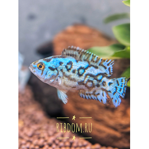 Блю Демпси (Cichlasoma sp. Blue Dempsey).

Отличительная особенность

Главная особенность — насыщенный голубой окрас с мерцающим эффектом. Тело почти чёрное, покрыто яркими бирюзовыми пятнами. У некоторых особей с возрастом или при стрессе окрас может бледнеть.