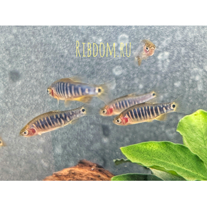 Микрорасбора эритромикрон (Danio erythromicron, ранее Microrasbora erythromicron или Celestichthys erythromicron) — пресноводная лучепёрая рыбка из семейства Карповые. Эндемик озера Инле на востоке Мьянмы.