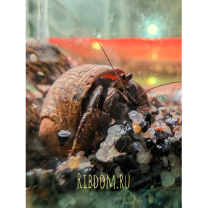 Coenobita sp. (рак-отшельник) — это род десятиногих раков из надсемейства раков-отшельников. Несмотря на название, взрослые особи ведут преимущественно сухопутный образ жизни, хотя и держатся недалеко от воды. Я подобрала для вас основные сведения об этом животном.