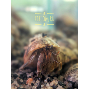 Coenobita sp. (рак-отшельник) — это род десятиногих раков из надсемейства раков-отшельников. Несмотря на название, взрослые особи ведут преимущественно сухопутный образ жизни, хотя и держатся недалеко от воды. Я подобрала для вас основные сведения об этом животном.