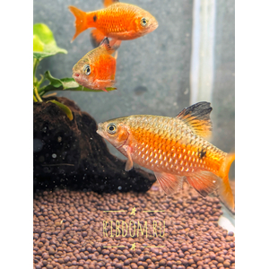Барбус огненный (Pethia conchonius) — аквариумная рыбка из семейства карповых, известная яркой окраской и подвижным характером.