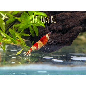 «Красный кристалл» (Caridina cantonensis sp. Crystal Red) — селекционная форма пресноводной креветки Caridina cantonensis из семейства Атидовые. Отличительная особенность — чередование чётких красных и белых полос в окрасе.