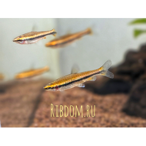 Нанностомус Бекфорда красный (Nannostomus beckfordi red) — стайная активная аквариумная рыбка из семейства Lebiasinidae (Лебиасиновые). Названа в честь британского натуралиста Бекфорда, который поймал первых представителей и предоставил их для изучения в Британский музей.