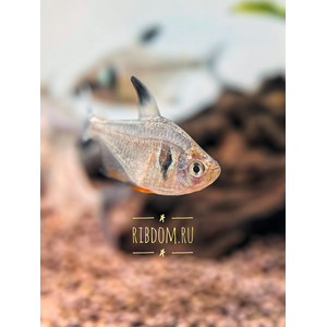 Тетра-фантом (чёрный орнатус, научное наименование — Hyphessobrycon megalopterus) — вид тропических пресноводных лучепёрых рыб из семейства харациновых.