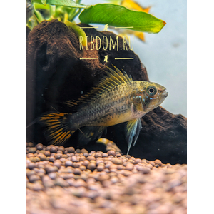 Апистограмма какаду (Apistogramma cacatuoides) — аквариумная рыбка из группы карликовых цихлид. Названа так за своеобразное строение спинного плавника, напоминающего хохолок попугая-какаду.