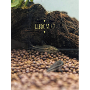 Коридорас пигмей (Corydoras pygmaeus) — пресноводная лучепёрая рыба из семейства Каллихтовых, или Панцирных, сомов. Главная особенность вида — миниатюрный размер: взрослые особи в длину едва достигают 2–2,5 см.