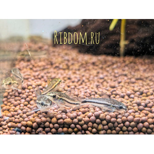 Коридорас пигмей (Corydoras pygmaeus) — пресноводная лучепёрая рыба из семейства Каллихтовых, или Панцирных, сомов. Главная особенность вида — миниатюрный размер: взрослые особи в длину едва достигают 2–2,5 см.