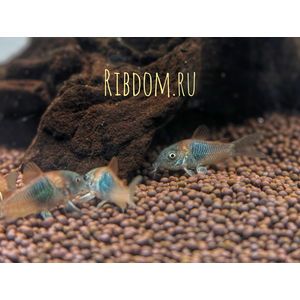 Corydoras venezuelanus — название аквариумной рыбки из семейства панцирных сомов. Существует две цветовых вариации этого вида — «оранж» и «блек»:Corydoras venezuelanus — название аквариумной рыбки из семейства панцирных сомов. Существует две цветовых вариации этого вида — «оранж» и «блек»: