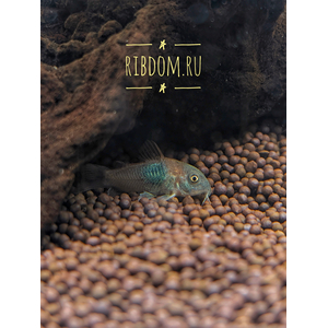Corydoras venezuelanus — название аквариумной рыбки из семейства панцирных сомов. Существует две цветовых вариации этого вида — «оранж» и «блек»: