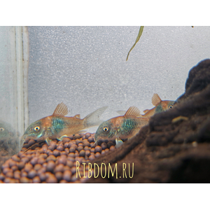 Corydoras venezuelanus — название аквариумной рыбки из семейства панцирных сомов. Существует две цветовых вариации этого вида — «оранж» и «блек»: