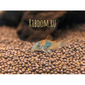 Corydoras venezuelanus — название аквариумной рыбки из семейства панцирных сомов. Существует две цветовых вариации этого вида — «оранж» и «блек»:Corydoras venezuelanus — название аквариумной рыбки из семейства панцирных сомов. Существует две цветовых вариации этого вида — «оранж» и «блек»:
