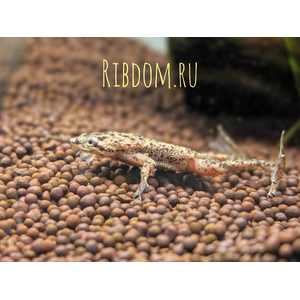 ЛЯГУШКА КАРЛИК ГИМЕНОХИРУС БЕТТГЕРА - ​Hymenochirus boettgeri — вид земноводных семейства пиповых, также известен как карликовый когтеносец или когтеносец Бёттгера. Видовое название дано в честь немецкого зоолога Оскара Бёттгера (1844–1910).