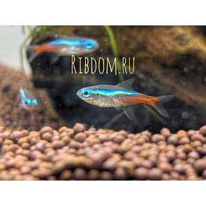 Неон голубой - Paracheirodon innesi var. “Blue” — это не просто рыбка, это самый популярный и узнаваемый обитатель домашних водоемов. Стайка неонов, снующих среди зелени, создает завораживающее зрелище благодаря своей уникальной, светящейся бирюзово-голубой полосе.