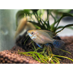 Апистограмма Рамирези Голд (Mikrogeophagus ramirezi Gold) — пресноводная лучеперая рыбка из семейства Цихловые, селекционная форма апистограммы Рамирези.