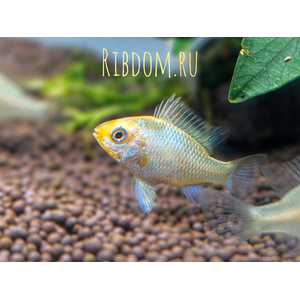 Апистограмма Рамирези Голд (Mikrogeophagus ramirezi Gold) — пресноводная лучеперая рыбка из семейства Цихловые, селекционная форма апистограммы Рамирези.
