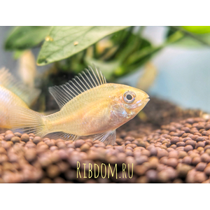 Апистограмма Рамирези Голд (Mikrogeophagus ramirezi Gold) — пресноводная лучеперая рыбка из семейства Цихловые, селекционная форма апистограммы Рамирези.