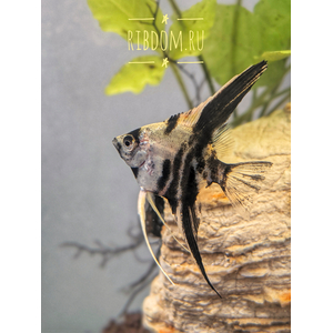 Скалярия мраморная — селекционная форма обыкновенной скалярии (Pterophyllum scalare). В природе таких рыбок встретить не получится.Скалярия мраморная — селекционная форма обыкновенной скалярии (Pterophyllum scalare). В природе таких рыбок встретить не получится.