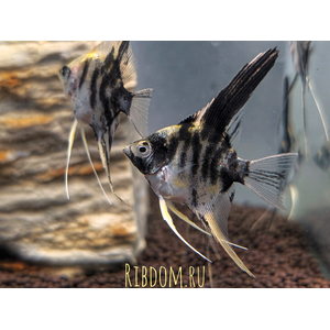 Скалярия мраморная — селекционная форма обыкновенной скалярии (Pterophyllum scalare). В природе таких рыбок встретить не получится.