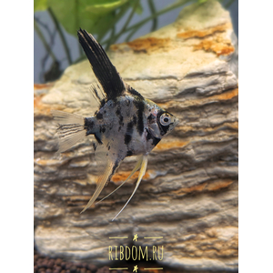 Скалярия мраморная — селекционная форма обыкновенной скалярии (Pterophyllum scalare). В природе таких рыбок встретить не получится.