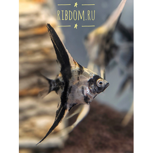 Скалярия мраморная — селекционная форма обыкновенной скалярии (Pterophyllum scalare). В природе таких рыбок встретить не получится.