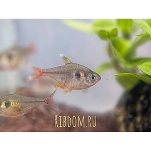 ТЕТРА ОРНАТУС ФАНТОМ ЖЕЛТЫЙ - Hyphessobrycon roseus

Внашний вид

У рыбки серебристо-жёлтое тело, а хвостовой плавник может отливать розовым или красным. Характерная деталь — крупное чёрное пятно примерно посередине корпуса. Половой диморфизм выражен слабо: самки обычно прозрачнее, а окраска их плавников менее заметна.
