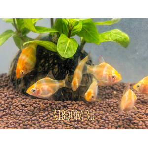 Барбус суматранский альбинос Гонконг (Puntigrus tetrazona 'Albino Hong Kong') — селекционная форма суматранского барбуса (Puntigrus tetrazona). Это активная, стайная аквариумная рыбка.