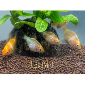 Барбус суматранский альбинос Гонконг (Puntigrus tetrazona 'Albino Hong Kong') — селекционная форма суматранского барбуса (Puntigrus tetrazona). Это активная, стайная аквариумная рыбка.