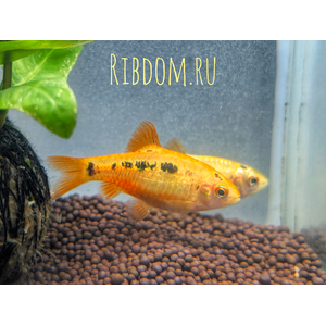 Барбус Шуберта (лат. Barbus semifasciolatus var. schuberti) — небольшая аквариумная рыбка из семейства карповых, искусственная форма зелёного барбуса, полученная селекционным путём американским аквариумистом Томасом Шубертом.