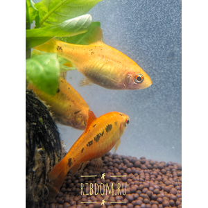 Барбус Шуберта (лат. Barbus semifasciolatus var. schuberti) — небольшая аквариумная рыбка из семейства карповых, искусственная форма зелёного барбуса, полученная селекционным путём американским аквариумистом Томасом Шубертом.