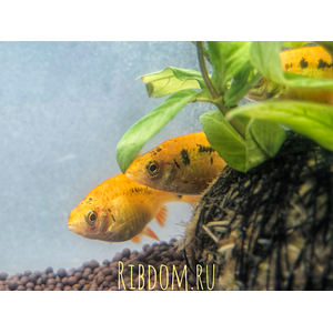 Барбус Шуберта (лат. Barbus semifasciolatus var. schuberti) — небольшая аквариумная рыбка из семейства карповых, искусственная форма зелёного барбуса, полученная селекционным путём американским аквариумистом Томасом Шубертом.