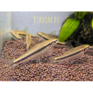 Crossocheilus siamensis (САЕ — от английского Siamese Algae Eater) — сиамский водорослеед, представитель семейства карповых. В аквариумных условиях выступает естественным «санитаром», активно поедая нитчатые водоросли и мягкие зелёные обрастания.