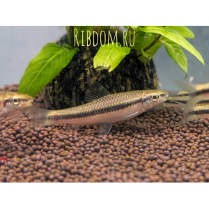 Crossocheilus siamensis (САЕ — от английского Siamese Algae Eater) — сиамский водорослеед, представитель семейства карповых. В аквариумных условиях выступает естественным «санитаром», активно поедая нитчатые водоросли и мягкие зелёные обрастания.