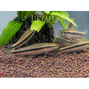 Crossocheilus siamensis (САЕ — от английского Siamese Algae Eater) — сиамский водорослеед, представитель семейства карповых. В аквариумных условиях выступает естественным «санитаром», активно поедая нитчатые водоросли и мягкие зелёные обрастания.