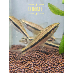 Crossocheilus siamensis (САЕ — от английского Siamese Algae Eater) — сиамский водорослеед, представитель семейства карповых. В аквариумных условиях выступает естественным «санитаром», активно поедая нитчатые водоросли и мягкие зелёные обрастания.