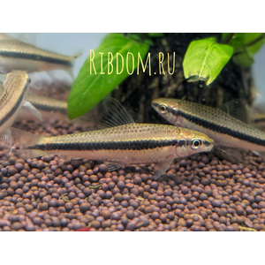 Crossocheilus siamensis (САЕ — от английского Siamese Algae Eater) — сиамский водорослеед, представитель семейства карповых. В аквариумных условиях выступает естественным «санитаром», активно поедая нитчатые водоросли и мягкие зелёные обрастания. Crossocheilus siamensis (САЕ — от английского Siamese Algae Eater) — сиамский водорослеед, представитель семейства карповых. В аквариумных условиях выступает естественным «санитаром», активно поедая нитчатые водоросли и мягкие зелёные обрастания.