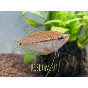 Жемчужный гурами (лат. Trichopodus leerii) — один из видов лабиринтовых рыб, относится к распространённым аквариумным рыбкам. Название произошло из-за мозаичного рисунка из многочисленных крапинок или точек, по цвету напоминающих маленькие жемчужины.