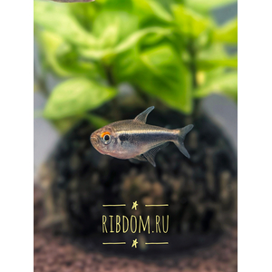 НЕОН ЧЕРНЫЙ - Hyphessobrycon herbertaxelrodi — вид пресноводных лучепёрых рыб из семейства харациновых, чёрный неон (чёрный неон Аксельрода). Вид назван в честь американского исследователя доктора Герберта Аксельрода.НЕОН ЧЕРНЫЙ - Hyphessobrycon herbertaxelrodi — вид пресноводных лучепёрых рыб из семейства харациновых, чёрный неон (чёрный неон Аксельрода). Вид назван в честь американского исследователя доктора Герберта Аксельрода.