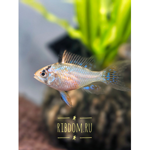 Апистограмма Рамирези (Mikrogeophagus ramirezi) — пресноводная рыба из семейства цихлид. Названа в честь Мануэля Винсента Рамиреса, раннего собирателя и импортера видов для аквариумной торговли.