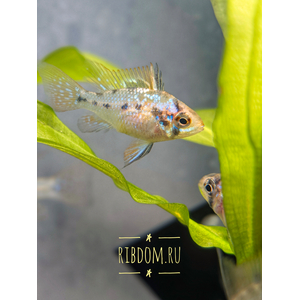 Апистограмма Рамирези (Mikrogeophagus ramirezi) — пресноводная рыба из семейства цихлид. Названа в честь Мануэля Винсента Рамиреса, раннего собирателя и импортера видов для аквариумной торговли.